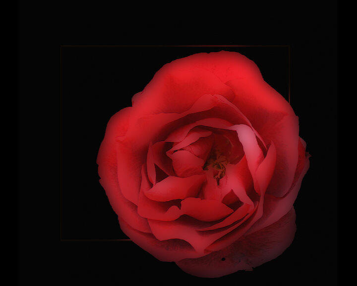 rote Rose als Symbol der Liebe,